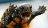 Turtle Say What?