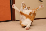 Startled Cat Falling