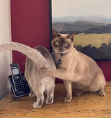 two cats
