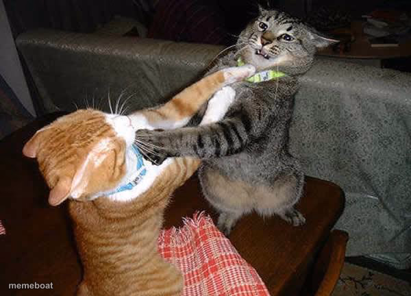 Two cats fighting for real - meme generator image preview