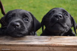 Two Labrador puppies