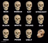 Types of skull