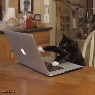 Typing Kitty - meme generator image preview