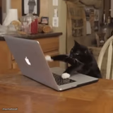 Typing Kitty