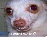 u want water?