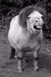ugly horse