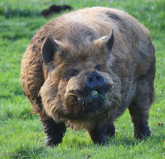 Ugly pig - meme generator image preview