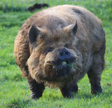 Ugly pig