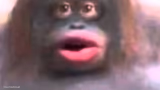 Monkey Red Lipstick