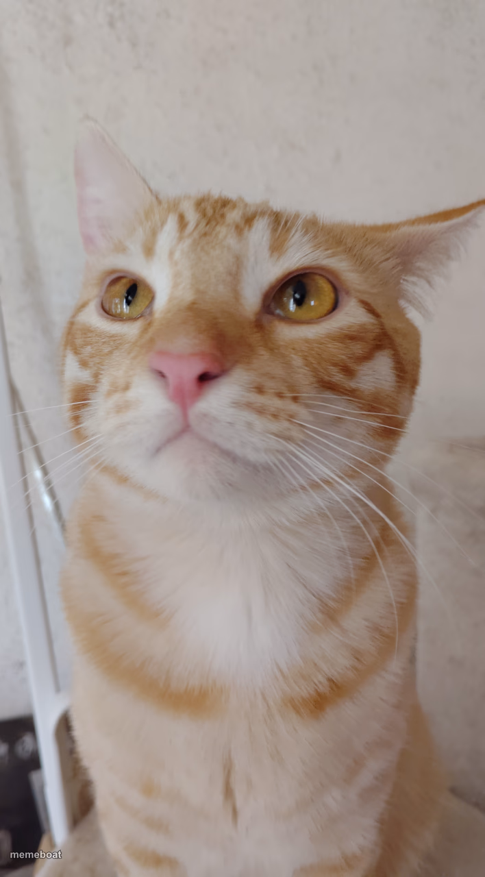 Unamused Cat - meme generator image preview