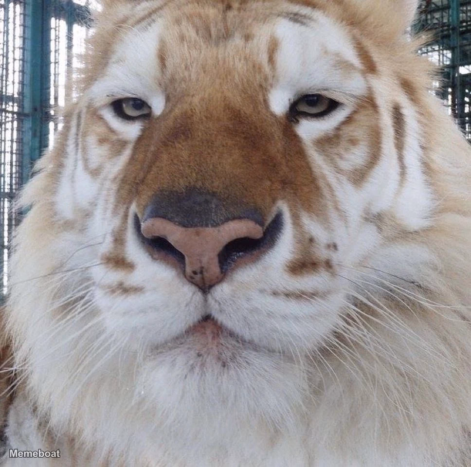 Unamused Tiger - meme generator image preview