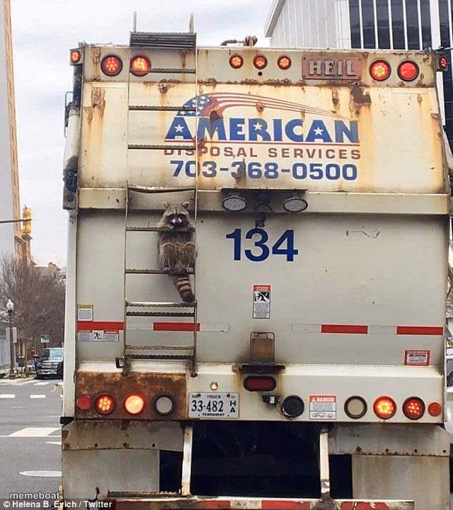 Undercover Racoon - meme generator image preview