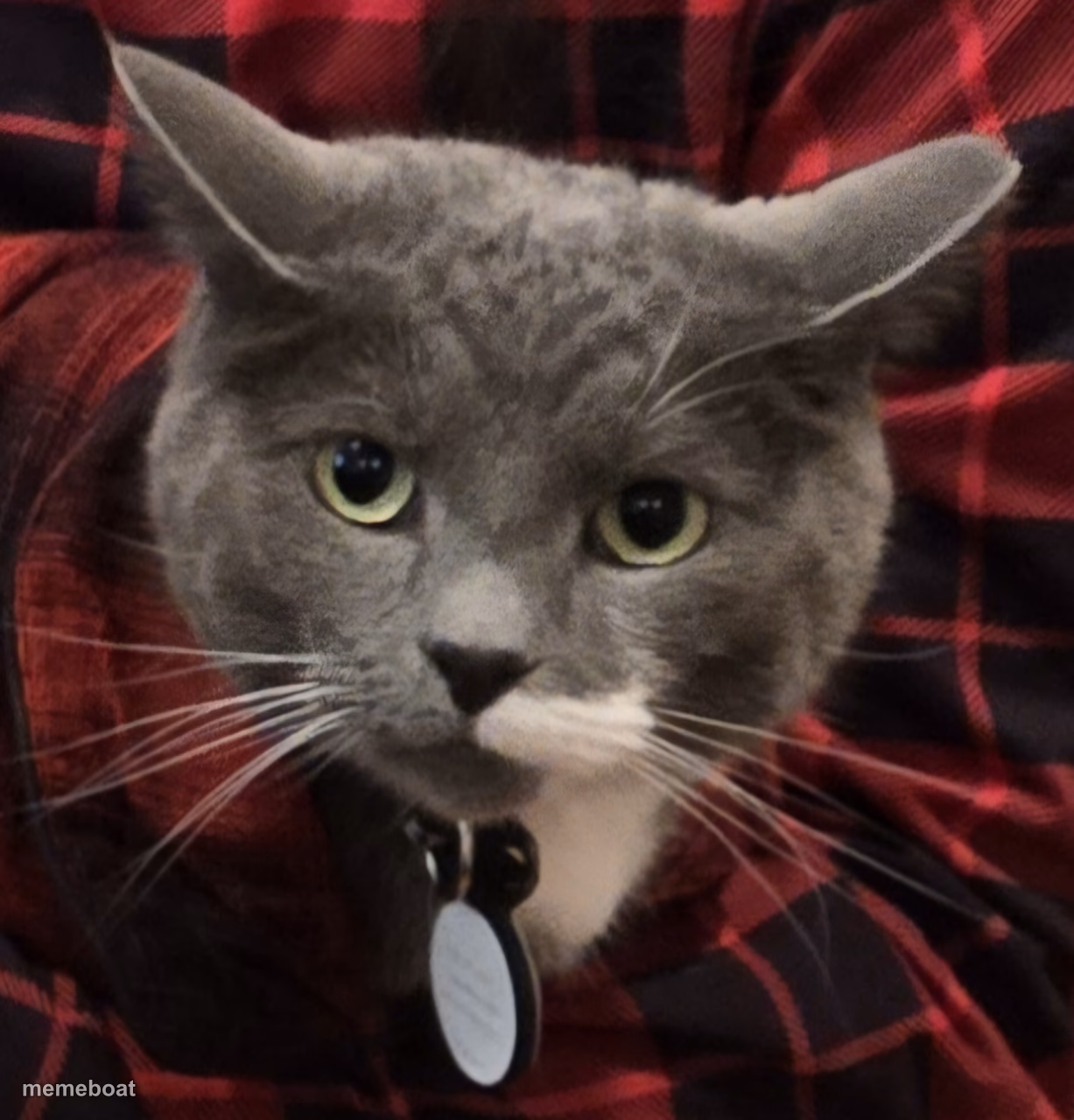 Unsettled cat - meme generator image preview