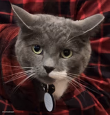Unsettled cat