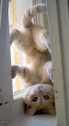 upside down cat - meme generator image preview