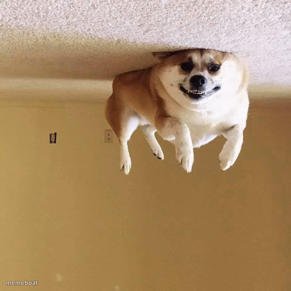 upside down dog - meme generator image preview