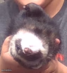 upside down ferret