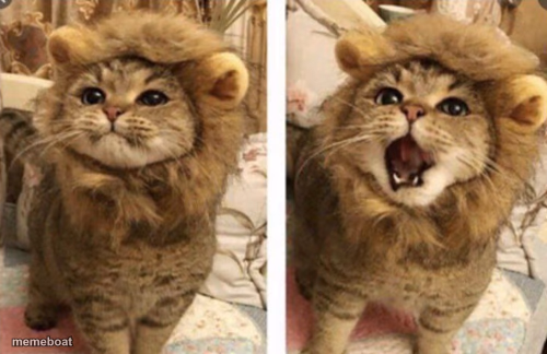 Cat In Lion Mane - meme generator image preview