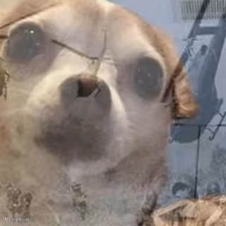 Vietnam Flashback Dog