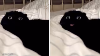Void Cat Blep