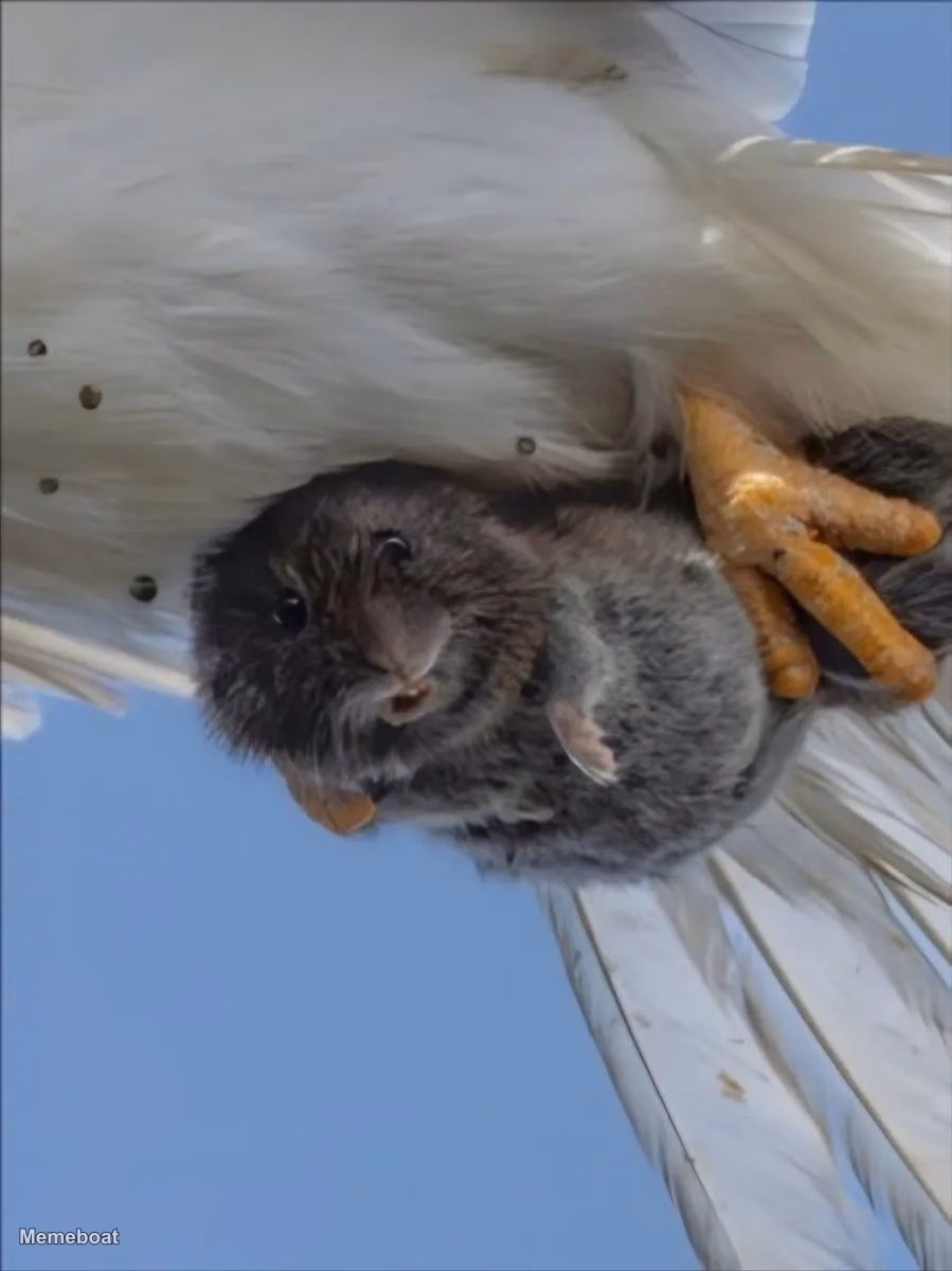 Vole Looking At Camera - meme generator image preview