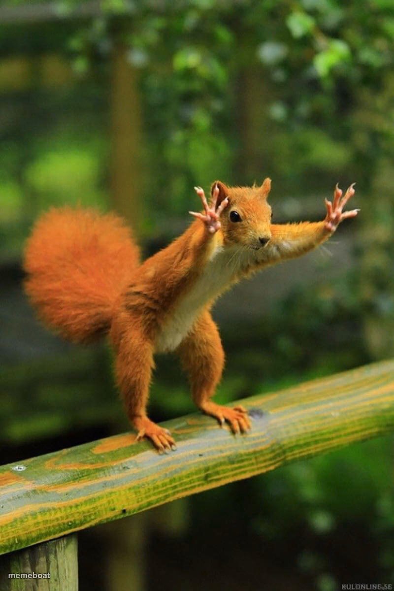 Wait a Minute Squirrel - meme generator image preview