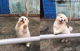 Wait! Stop scrolling! - meme generator image preview
