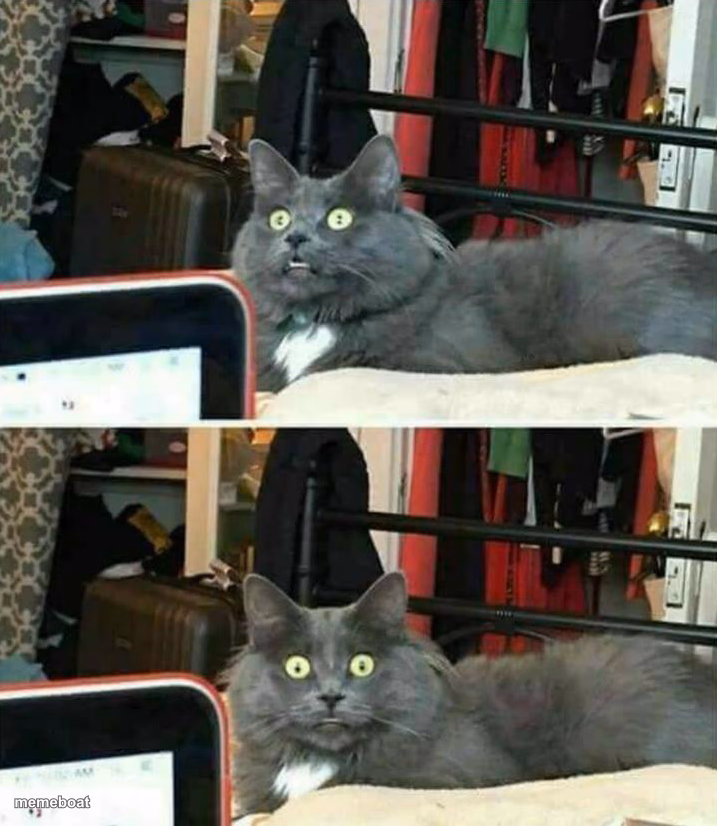 "Wait, what?" Cat - meme generator image preview