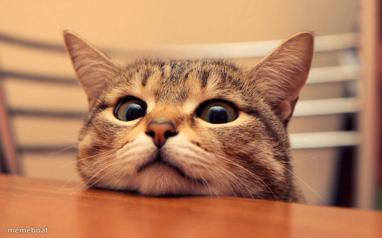 waiting cat - meme generator image preview
