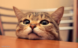 waiting cat