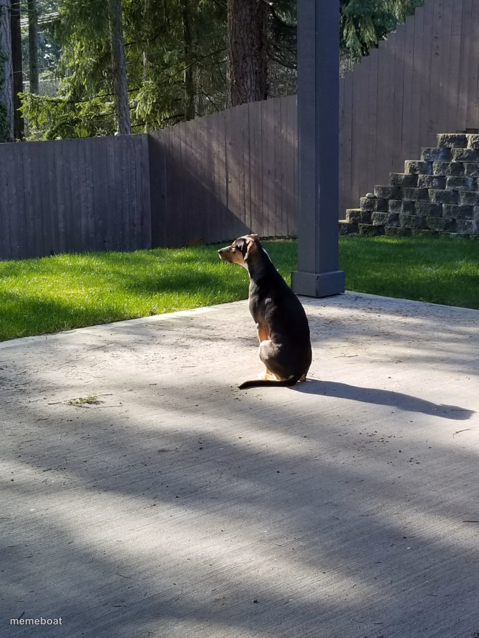 Waiting dog - meme generator image preview