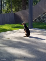 Waiting dog
