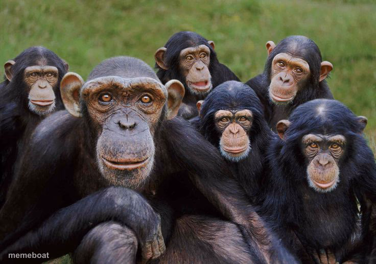 Waking up ape - meme generator image preview