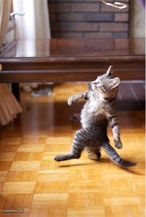 Walking Cat - meme generator image preview