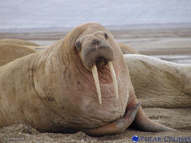 Walrus - meme generator image preview