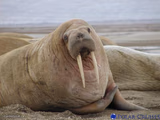 Walrus