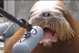 walrus at microphone
