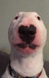Walter
