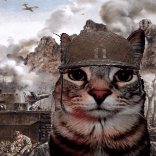 War Cat - meme generator image preview