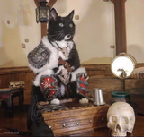 War lord cat