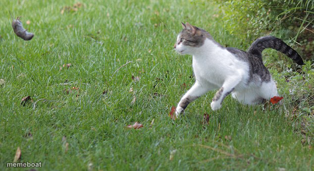 Warrior cat meme - meme generator image preview