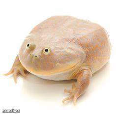 Wednesday Frog Blank - meme generator image preview