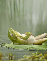 Weekend Frog