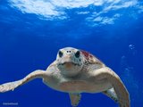 weird little tuortle