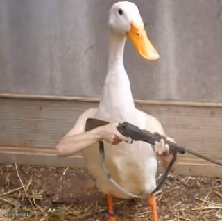 Weirdest Duck