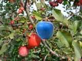 well i think we growing blue apples now