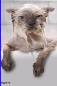 Wet Cat Disapproving - meme generator image preview