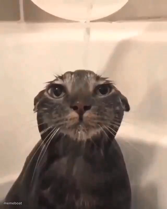 Wet cat - meme generator image preview