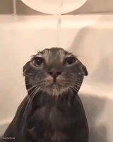 Wet cat