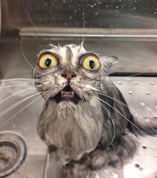 Wet Scary Cat - meme generator image preview